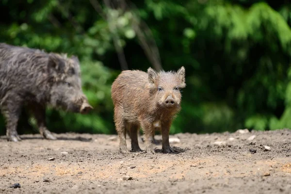 Junge Wildschweine — Stockfoto