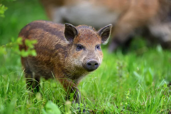 Wildschweine im Wald — Stockfoto
