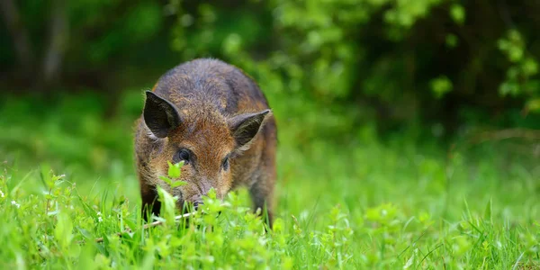 Yaban domuzu ormanda — Stok fotoğraf