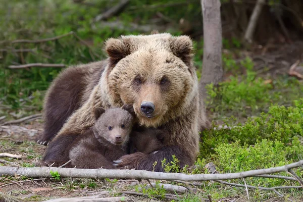 Bruine beer en cub — Stockfoto