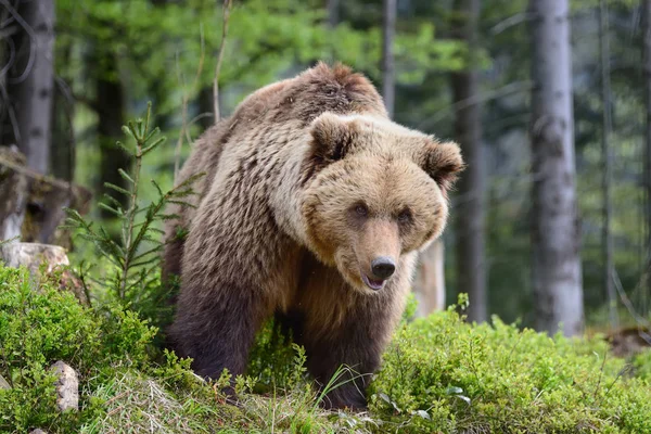 Urso castanho grande na floresta — Fotografia de Stock