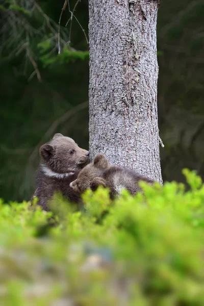 Cachorro oso marrón — Foto de Stock