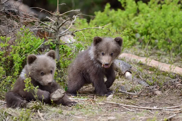 Filhote de urso marrom — Fotografia de Stock