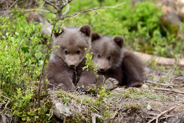 Filhote de urso marrom — Fotografia de Stock