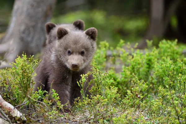 Barna medve cub — Stock Fotó