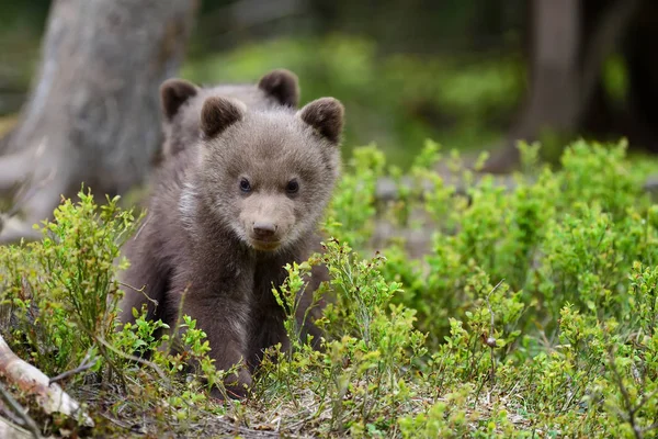 Bruine beer cub — Stockfoto