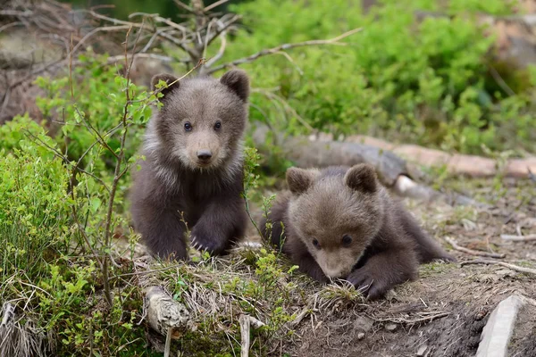 Brown bear cub — Stock fotografie