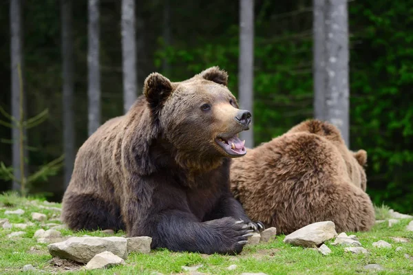 Brązowy niedźwiedź w lesie — Zdjęcie stockowe