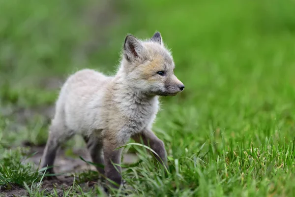 Fox cucciolo in erba — Foto Stock
