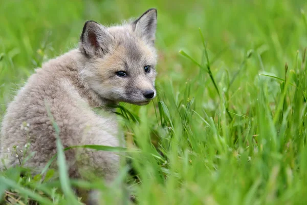 Raposa filhote na grama — Fotografia de Stock