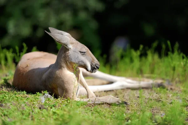 Kangaroo in grass — Stock Photo, Image