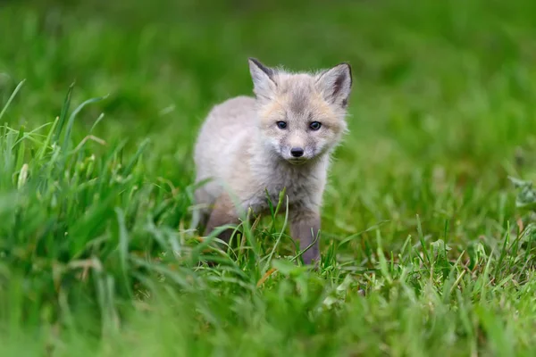 Fox cub i gräs — Stockfoto