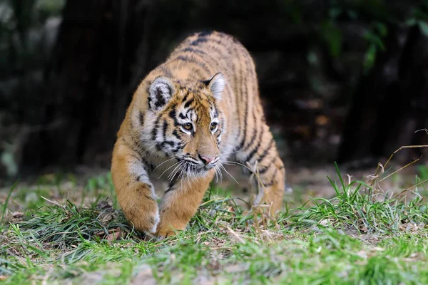 Tigre cachorro en la hierba — Foto de Stock