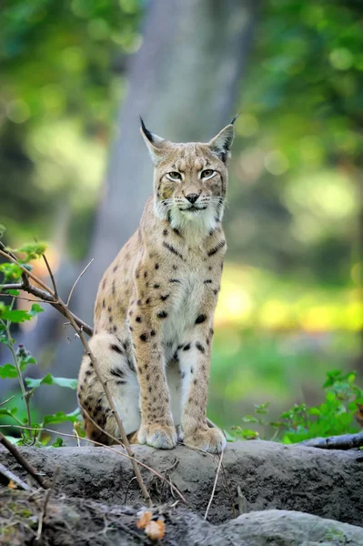 Young Lynx in de lentetijd — Stockfoto