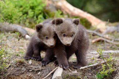 Genç kahverengi ayı ormanda