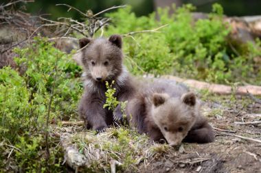 Genç kahverengi ayı ormanda