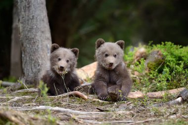 Genç kahverengi ayı ormanda
