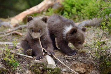 Genç kahverengi ayı ormanda