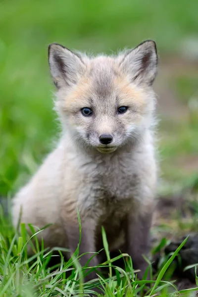 Raposa filhote na grama — Fotografia de Stock