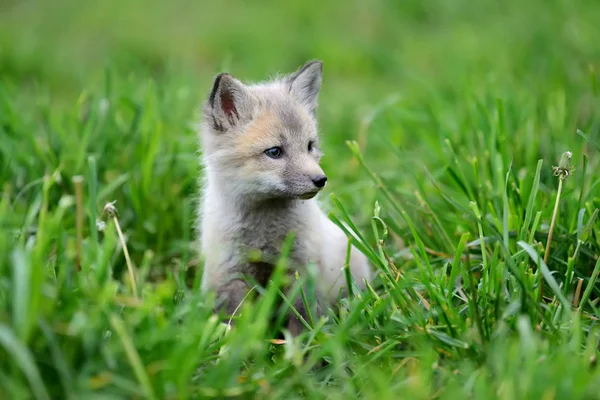 Fox cub in gras — Stockfoto