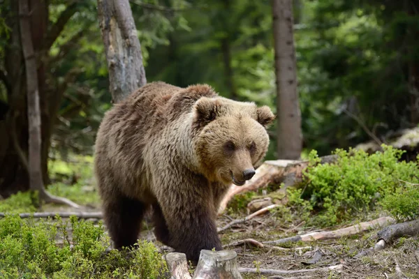 Big brown bear in the forest — Stock Photo, Image