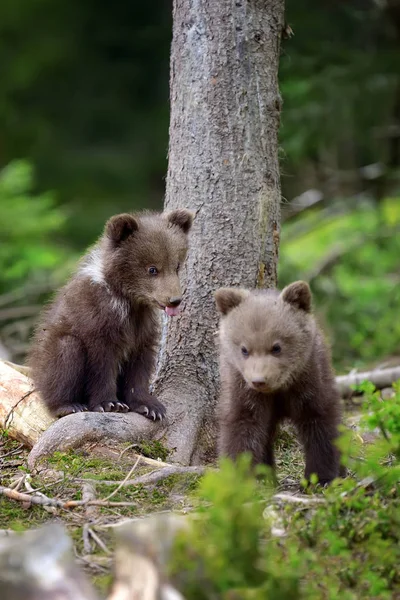 Jeune ours brun dans la forêt — Photo