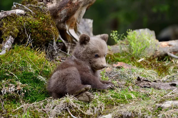 Urso castanho jovem na floresta — Fotografia de Stock