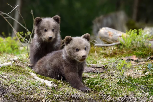 Filhote de urso marrom — Fotografia de Stock