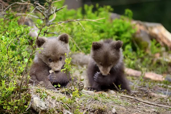 Filhote de urso marrom — Fotografia de Stock