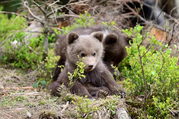 Urso castanho jovem na floresta — Fotografia de Stock