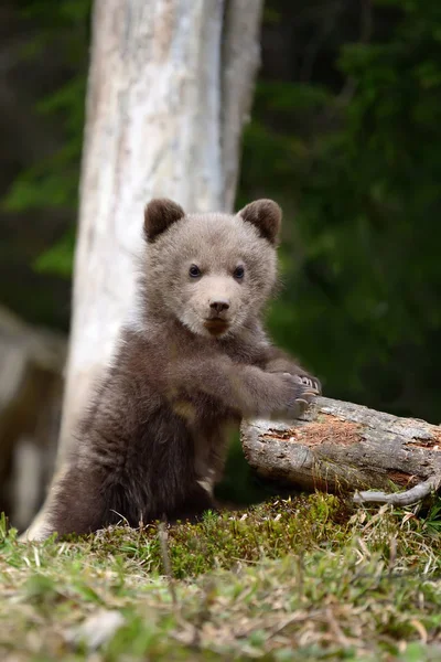 Młode brązowe niedźwiedź w lesie — Zdjęcie stockowe