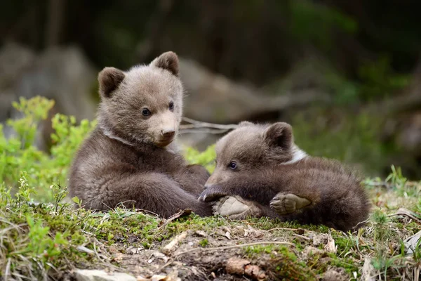 Молодий коричневий ведмідь у лісі — стокове фото