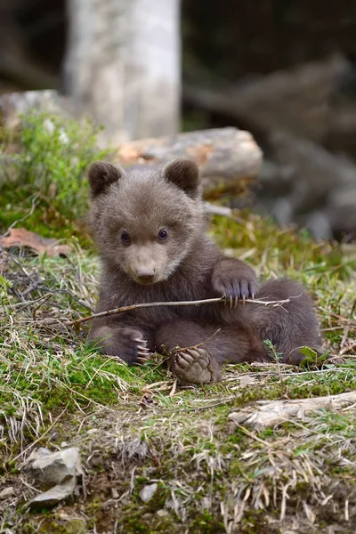 젊은 갈색 숲에서 곰 — 스톡 사진