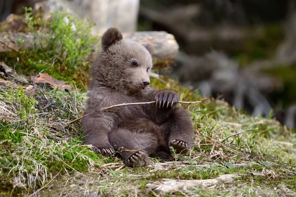 Urso castanho jovem na floresta — Fotografia de Stock