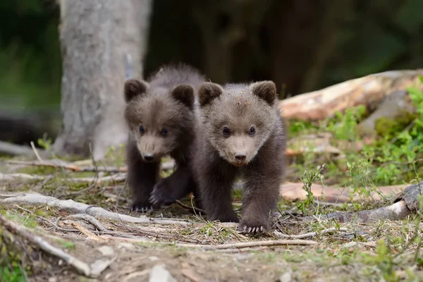 Filhote de urso marrom — Fotografia de Stock