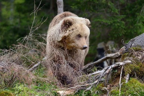 Grote bruine beer in het bos — Stockfoto