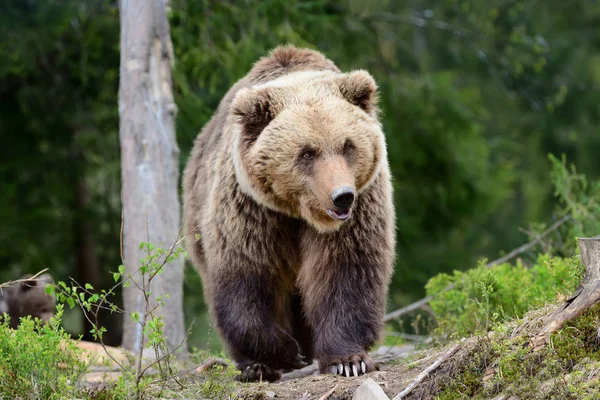 Big brown bear in the forest — Stock Photo, Image