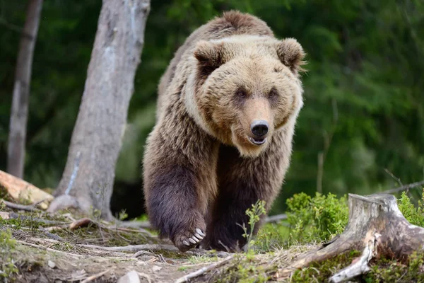 Big Brown Bear w lesie — Zdjęcie stockowe