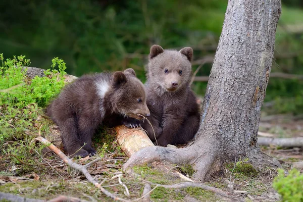 Filhote de urso marrom — Fotografia de Stock