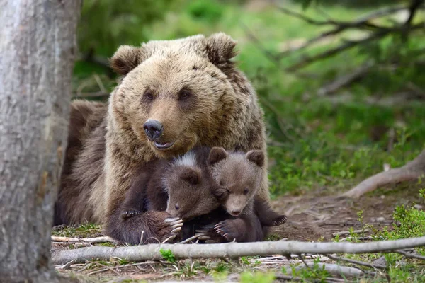 Braunbär und Jungtier — Stockfoto