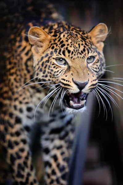 Retrato de leopardo enojado cercano —  Fotos de Stock