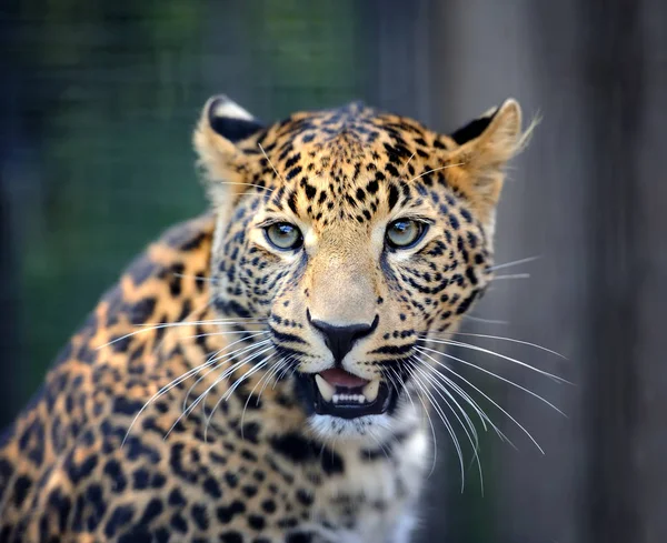 Retrato de leopardo enojado cercano — Foto de Stock