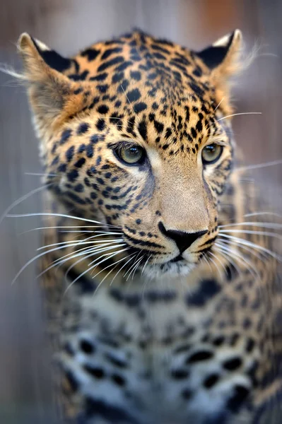 Retrato de leopardo cercano — Foto de Stock
