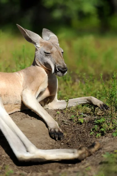 Kangaroo in gras — Stockfoto