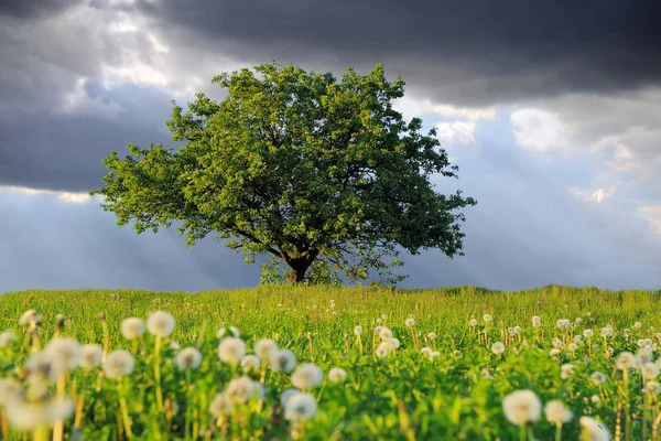 Sommarlandskap med ingen träd — Stockfoto