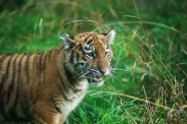 Porträt eines Tigerjungen — Stockfoto