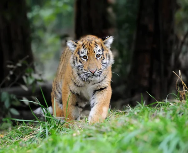 Tiger cub in grass — Stock Photo, Image