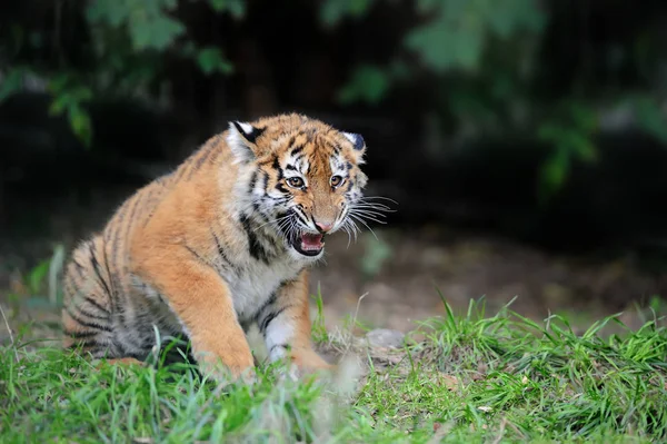 Тигрица в траве — стоковое фото