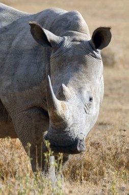Afrikalı beyaz rhino