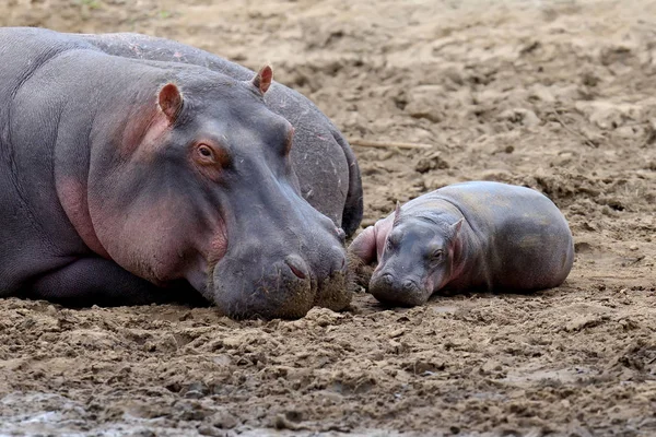 Famille des hippopotames (Hippopotamus amphibius) ) — Photo